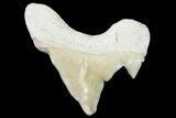 Pathological Shark (Otodus) Tooth - Morocco #108264-1